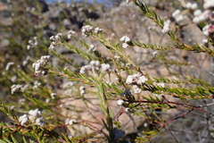 Phylica cryptandroides