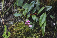 Disa rosea