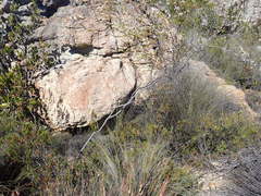 Phylica cryptandroides