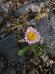 Erigeron borealis