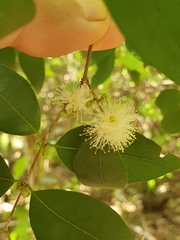 Myrcianthes fragrans