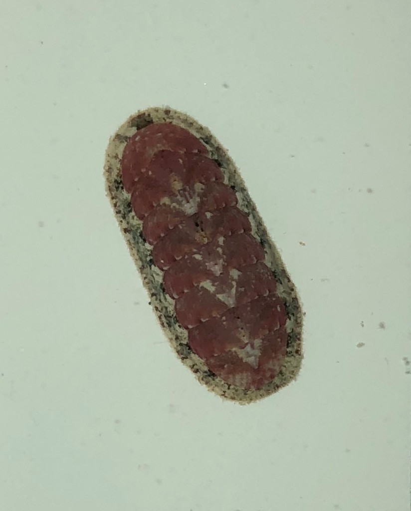 Stenoplax purpurascens