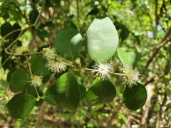 Myrcianthes fragrans