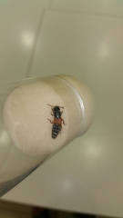 Platydracus stercorarius