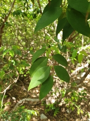 Myrcianthes fragrans