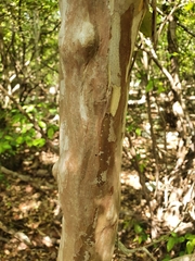 Myrcianthes fragrans