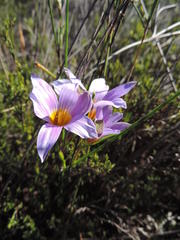 Romulea schlechteri