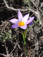 Romulea schlechteri