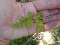 Cheilanthes capensis