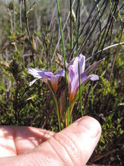 Romulea schlechteri