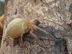 Cheiracanthium furculatum