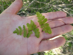 Cheilanthes capensis