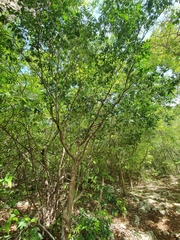 Myrcianthes fragrans