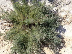 Rafnia diffusa