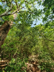 Myrcianthes fragrans