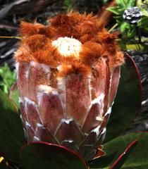 Protea speciosa