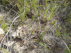 Crassula ericoides ericoides