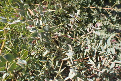 Rafnia diffusa