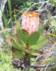 Protea speciosa