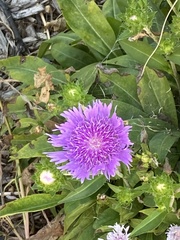 Stokesia