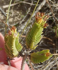 Crassula ericoides ericoides