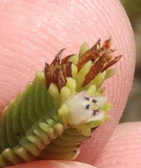 Crassula ericoides ericoides