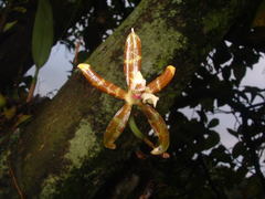 Oncidium stenoglossum