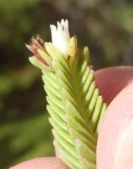 Crassula ericoides ericoides