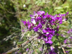 Muraltia macropetala