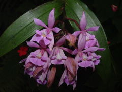Epidendrum pansamalae