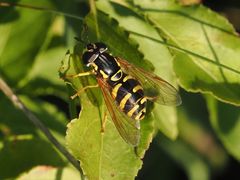 Chrysotoxum elegans