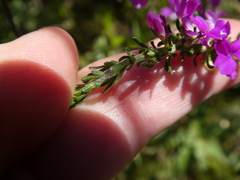 Muraltia macropetala