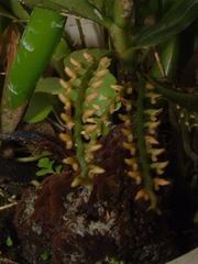 Campylocentrum schiedei