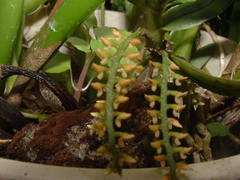 Campylocentrum schiedei