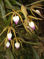 Prosthechea brassavolae