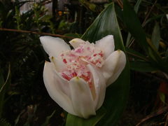Sobralia crispissima