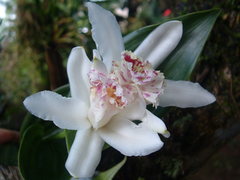 Sobralia crispissima