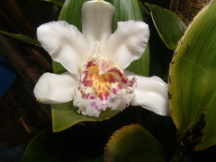 Sobralia crispissima