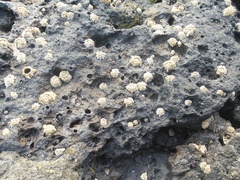 Chthamalus stellatus