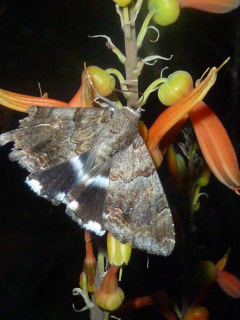 Apple-sucking Moth