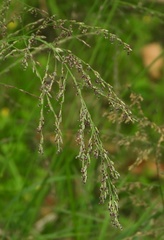 Glyceria notata