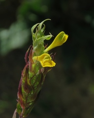 Melampyrum carstiense
