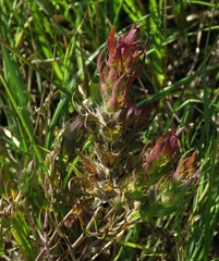 Melampyrum carstiense