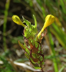 Melampyrum carstiense