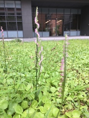 Spiranthes sinensis