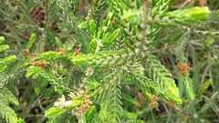 Passerina montivaga
