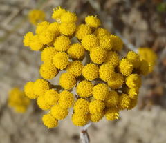 Helichrysum anomalum