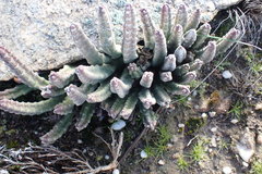 Stapelia