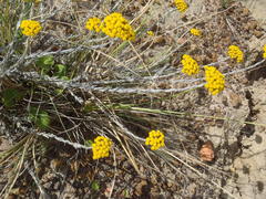 Helichrysum anomalum