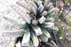 Stapelia